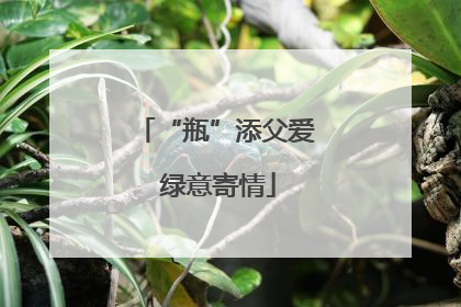 “瓶”添父爱 绿意寄情