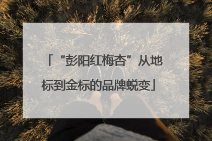 “彭阳红梅杏”从地标到金标的品牌蜕变