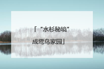 “水杉秘境”成鹭鸟家园