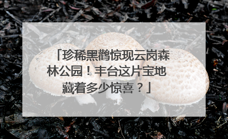 珍稀黑鹳惊现云岗森林公园！丰台这片宝地藏着多少惊喜？