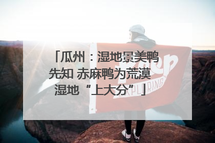 瓜州：湿地景美鸭先知 赤麻鸭为荒漠湿地“上大分”