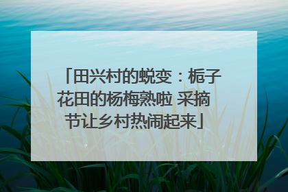 田兴村的蜕变：栀子花田的杨梅熟啦 采摘节让乡村热闹起来