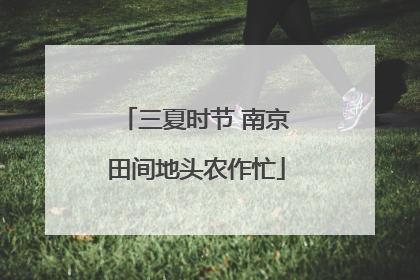 三夏时节 南京田间地头农作忙