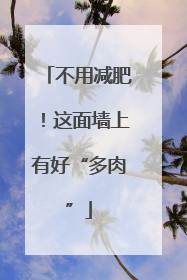 不用减肥！这面墙上有好“多肉”
