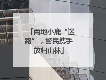 两地小鹿“迷路”，警民携手放归山林