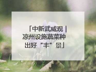 中新武威观｜凉州设施蔬菜种出好“丰”景