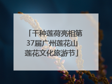 千种莲荷亮相第37届广州莲花山莲花文化旅游节