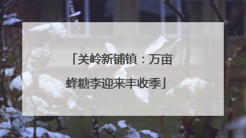 关岭新铺镇：万亩蜂糖李迎来丰收季