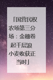 国营民权农场第三分场：金穗卷起千层浪 小麦收获正当时