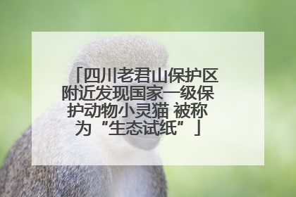 四川老君山保护区附近发现国家一级保护动物小灵猫 被称为“生态试纸”