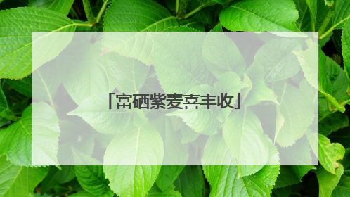 富硒紫麦喜丰收