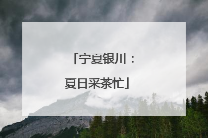 宁夏银川：夏日采茶忙