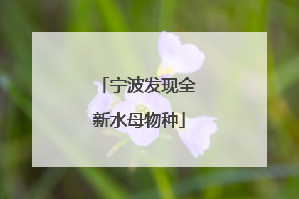 宁波发现全新水母物种