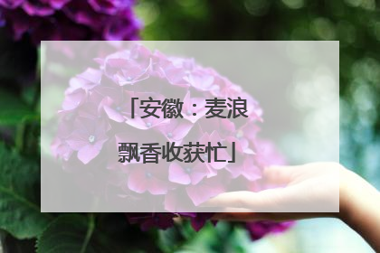 安徽：麦浪飘香收获忙