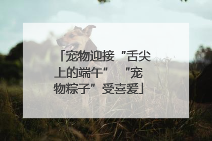 宠物迎接“舌尖上的端午” “宠物粽子”受喜爱