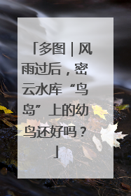 多图｜风雨过后，密云水库“鸟岛”上的幼鸟还好吗？