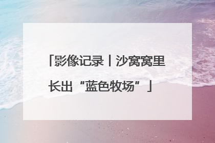 影像记录丨沙窝窝里长出“蓝色牧场”