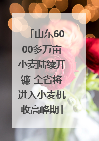 山东6000多万亩小麦陆续开镰 全省将进入小麦机收高峰期