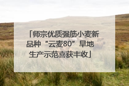 师宗优质强筋小麦新品种“云麦80”旱地生产示范喜获丰收
