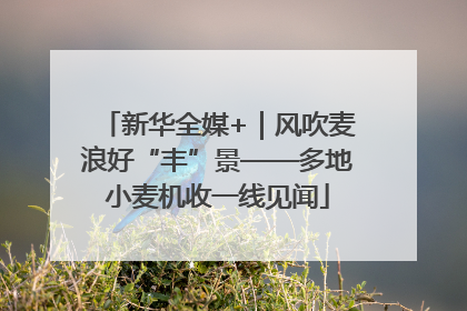新华全媒+｜风吹麦浪好“丰”景——多地小麦机收一线见闻