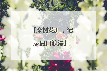 栾树花开，记录夏日浪漫