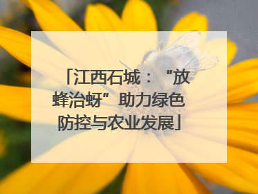 江西石城：“放蜂治蚜”助力绿色防控与农业发展