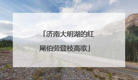 济南大明湖的红尾伯劳登枝高歌
