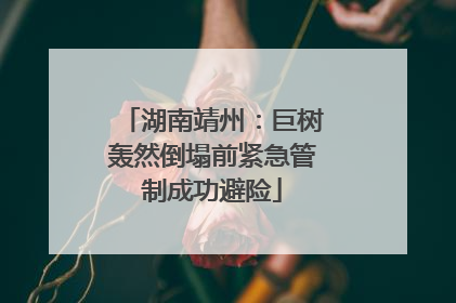 湖南靖州：巨树轰然倒塌前紧急管制成功避险