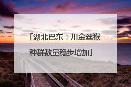 湖北巴东：川金丝猴种群数量稳步增加