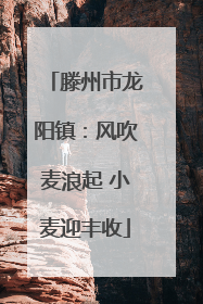 滕州市龙阳镇：风吹麦浪起 小麦迎丰收