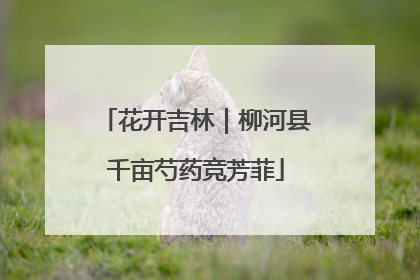 花开吉林｜柳河县千亩芍药竞芳菲