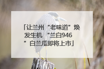 让兰州“老味道”焕发生机 “兰白946”白兰瓜即将上市