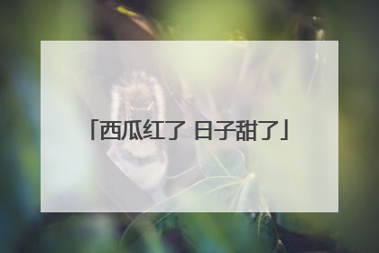 西瓜红了 日子甜了