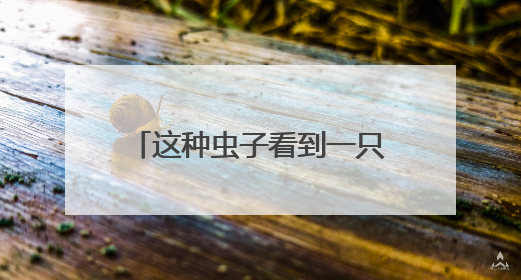 这种虫子看到一只家里很可能有一万只，除虫攻略→