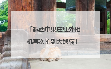越西申果庄红外相机再次拍到大熊猫