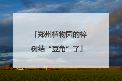 郑州植物园的梓树结“豆角”了