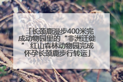 长颈鹿漫步400米完成动物园里的“非洲迁徙” 红山森林动物园完成怀孕长颈鹿步行转运
