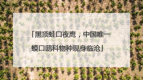 黑顶蛙口夜鹰，中国唯一蟆口鸱科物种现身临沧