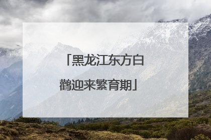 黑龙江东方白鹳迎来繁育期